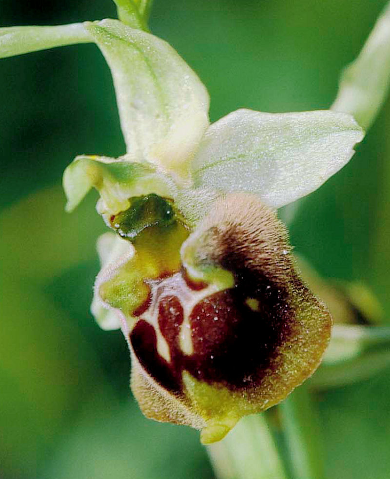Orchidea dal piccolo disegno
